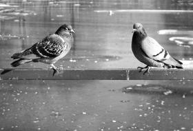 Pigeon Rock Dove Birds