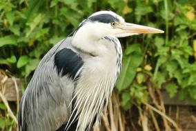 Blue Heron Bird Beak