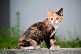 cute spotted kitten on the street