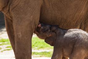 Baby Elephant Pachyderm animals