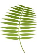 lent palm holy jesus faith