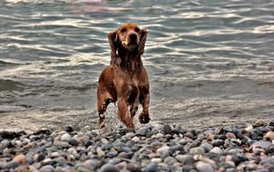 Dog Batumi Georgia