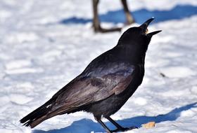 black crow on white snow