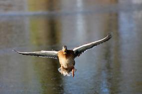Duck Drake Bird flying over Water