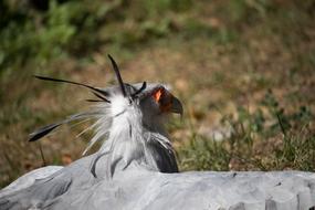 bird secretary in the wild in africa
