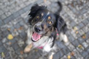 cute furry tricolor dog looks up