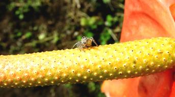 Macro Insect Spider