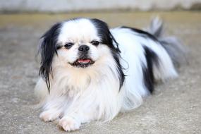Dog Japanese Chin Animal