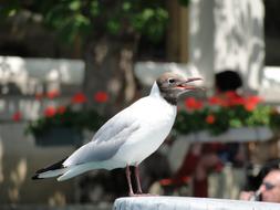 screaming gull