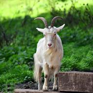 Goat Animal Mammal