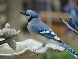 an unusual bird with blue plumage