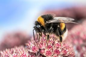 Heath-The Bumble Bee Kryptarum-The