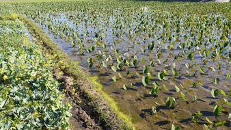green seedlings in the field