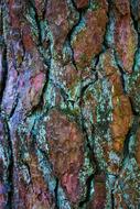 Bark Tree Pine