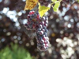 blue grapes are delicious