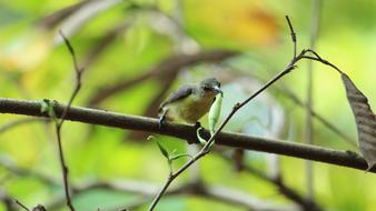 Wildlife Bird Nature