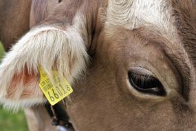 yellow sign on a cow ear