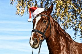 Horse with Funny Santa Hat