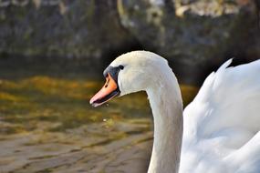 beautiful white swan by the pond