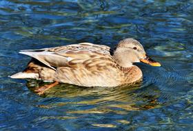 Duck Drake Water Bird