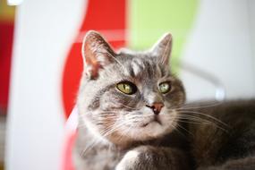 grey Cat portrait