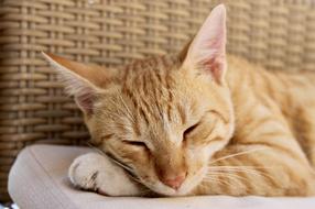 red cat sleeping on a chair