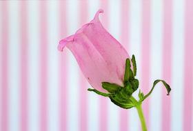 Pink Bud Stripes Text