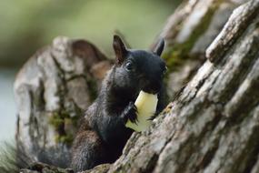 little black squirrel eats