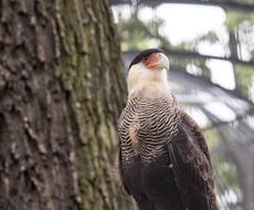 common caracara by the tree