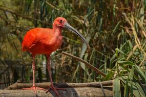 red ibis in the wild