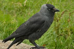 black raven on green grass background
