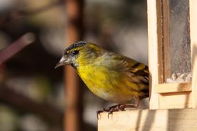 yellow siskin sits on the feeder