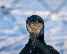 big black cormorant