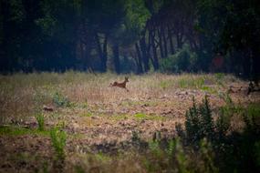 Campaign Deer at nature
