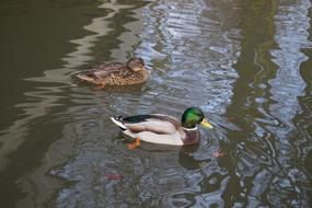 wild colorful ducks in the water