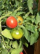 fresh tomatoes in the garden