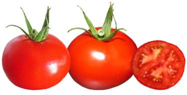 juicy tomatoes on a white background