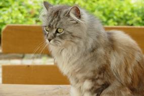Cat Pet Mammal