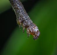 Macro Insect