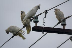 White Cockatoo Parrot Bird