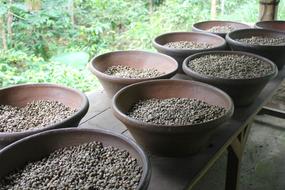 Coffee seeds in a bowl