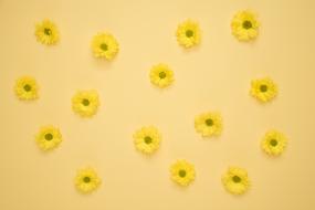 Flowers Yellow Background