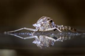 Mosquito insect Exoskeleton Cocoon