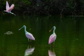 Spoonbill Crane Roseate