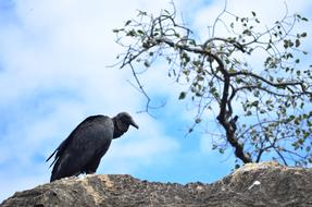 Vulture Bird