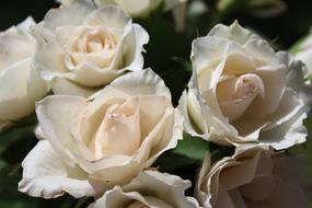 white roses bouquet beautiful view