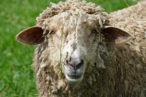 Sheep Mammal Fauna
