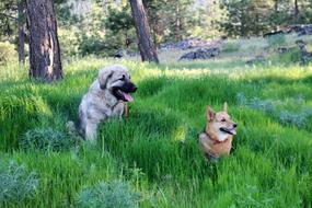 Dogs Corgi Sarplaninac