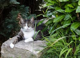 resting cat on a rock