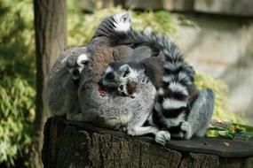 Lemurs Fur Lemur